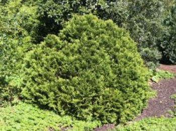 Blaue Kissen-Zypresse 'Minima Glauca', 10-20 cm, Chamaecyparis lawsoniana 'Minima Glauca', Topfware von Chamaecyparis lawsoniana 'Minima Glauca'