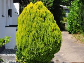 Gelbe Gartenzypresse 'Stardust', 40-60 cm, Chamaecyparis lawsoniana 'Stardust', Containerware von Chamaecyparis lawsoniana 'Stardust'