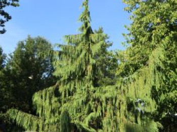 Mähnen-Nutkazypresse 'Pendula', 80-100 cm, Chamaecyparis nootkatensis 'Pendula', Containerware von Chamaecyparis nootkatensis 'Pendula'