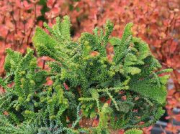 Hinoki-Scheinzypresse 'Birgit', 15-20 cm, Chamaecyparis obtusa 'Birgit', Containerware von Chamaecyparis obtusa 'Birgit'