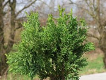 Zypresse 'Drath', 20-30 cm, Chamaecyparis obtusa 'Drath', Containerware von Chamaecyparis obtusa 'Drath'