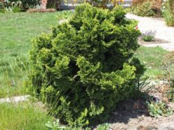 Zwerg-Muschel-Zypresse 'Nana Gracilis', 20-25 cm, Chamaecyparis obtusa 'Nana Gracilis', Containerware von Chamaecyparis obtusa 'Nana Gracilis'