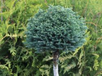 Blaue Zwerg-Zypresse 'Blue Moon' ®, 20-25 cm, Chamaecyparis pisifera 'Blue Moon' ®, Containerware von Chamaecyparis pisifera 'Blue Moon' ®