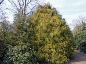 Scheinzypresse / Sawara- Scheinzypresse / Gelbe Fadenzypresse, 15-30 cm, Chamaecyparis pisifera 'Filifera Aurea', Topfware von Chamaecyparis pisifera 'Filifera Aurea'