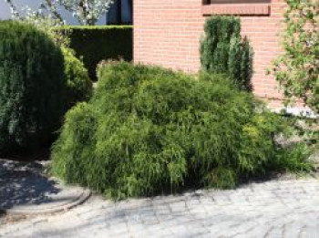 Grüne Zwergfadenzypresse 'Filifera Nana', 40-50 cm, Chamaecyparis pisifera 'Filifera Nana', Containerware von Chamaecyparis pisifera 'Filifera Nana'