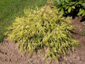 Gelbe Zwerg-Fadenzypresse 'Sungold' ®, 20-25 cm, Chamaecyparis pisifera 'Sungold' ®, Containerware von Chamaecyparis pisifera 'Sungold' ®