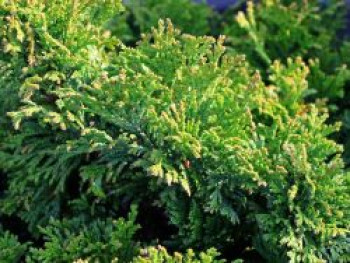 Zwerg-Mooszypresse 'Plumosa Nana' / 'Compacta', 30-40 cm, Chamaecyparis pisifera 'Plumosa Nana' / 'Compacta', Containerware von Chamaecyparis pisifera 'Plumosa Nana' / 'Compacta'