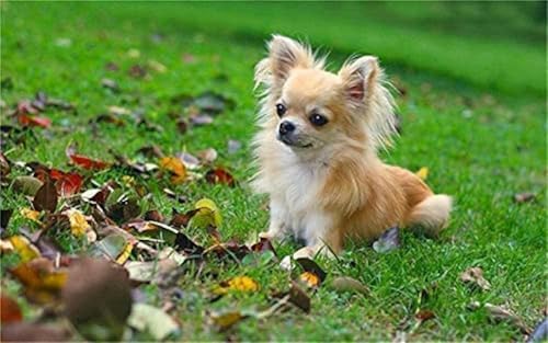 Geschnitztes Kreuzstich-Stickset Chihuahua 11CT Beliebtes Stickset DIY Basteln Einzigartiges Geschenk-40X50CM Geschnitztes Kreuzstich-Stickset Chihuahua 11CT Beliebtes Stickset DIY Basteln Einzigartiges Geschenk-40X50CM von Chaozhirui