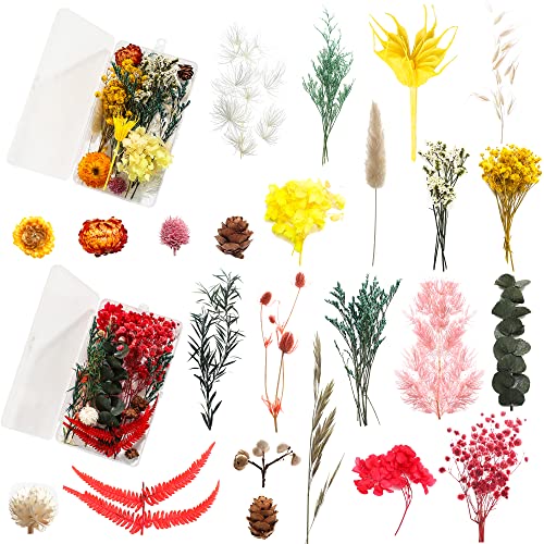 Charfia Trockenblumen Set, 2 Boxen 24 Verschiedene Gemischt Getrocknete Blüten Natürliche Trockenblumen Deko Blüten Getrocknet für Kunst Basteln DIY Harz Scrapbooking Handwerk Schmuckanhänger Basteln von Charfia