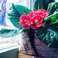 Birkenrinde-Topf - Hängender Wanddekor Für Sukkulenten, Blumen, Kräuter. Einweihungsparty Und Dankeschön Geschenk von ChickaDillyDesigns