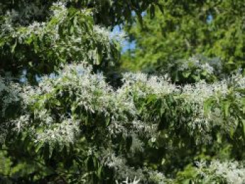 Chinesischer Schneeflockenstrauch, 100-125 cm, Chionanthus retusus, Containerware von Chionanthus retusus