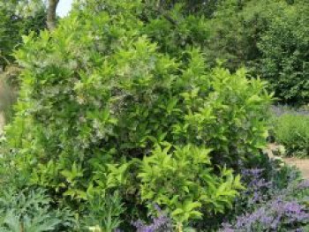 Schneeflockenstrauch, 30-40 cm, Chionanthus virginicus, Containerware von Chionanthus virginicus