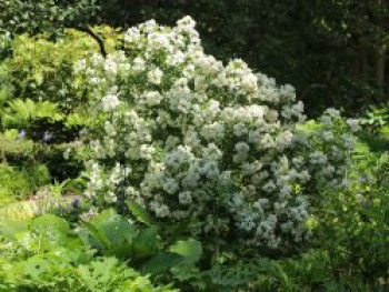 Orangenblume 'Aztec Pearl', 20-30 cm, Choisya ternata 'Aztec Pearl', Containerware von Choisya ternata 'Aztec Pearl'