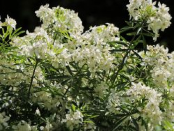 Orangenblume 'White Dazzler', 30-40 cm, Choisya ternata 'White Dazzler', Containerware von Choisya ternata 'White Dazzler'