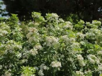 Orangenblume, 40-60 cm, Choisya ternata, Containerware von Choisya ternata