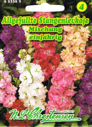 Allgefüllte Stangenlevkoje Mischung , einjährig, duftende Sommerblume, Schnittblume ' Matthiola incana' Levkoje von Chrestensen