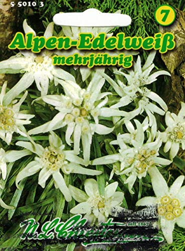 Alpen - Edelweiß , mehrjährig 'Leontopodium palibinianum' von Chrestensen
