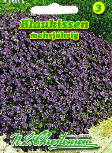 Blaukissen 'Aubrieta cultorum' mehrjährig Polsterstaude Blaukissen 'Aubrieta cultorum' mehrjährig Polsterstaude von Chrestensen