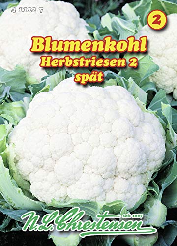 Blumenkohl Herbstriesen 2 (Portion) von Chrestensen