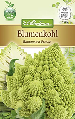 Blumenkohl ' Romanesco Precoce' (Brassica oleracea) früh, dekorativ, schmackhaft von Chrestensen