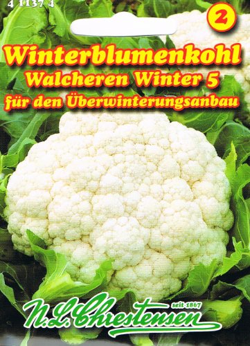 Blumenkohl Walcheren Winter 5 (Portion) von Chrestensen