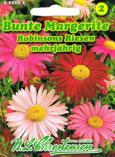 Bunte Margerite Robinsons Riesen hellrosa bis dunkelrot 'Chrysanthemum coccineum* mehrjährig Staude von Chrestensen