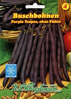 Buschbohnen Purple Teepee von Chrestensen