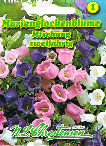 Campanula medium, Marienglockenblume für Rabatten und zum Schnitt von Chrestensen
