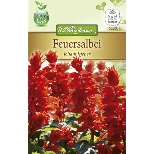 Chrestensen Feuersalbei 'Johannisfeuer' Chrestensen Feuersalbei 'Johannisfeuer' von Chrestensen