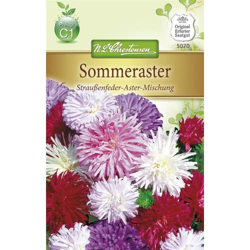 Chrestensen Sommeraster 'Straußenfeder-Aster-Mischung' von Chrestensen