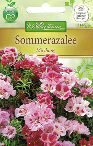 Chrestensen Sommerazalee 'Mischung' von Chrestensen