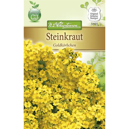 Chrestensen Steinkraut 'Goldkörbchen' Chrestensen Steinkraut 'Goldkörbchen' von Chrestensen