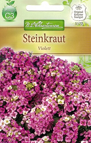 Chrestensen Steinkraut 'Violett' von N.L. Chrestensen