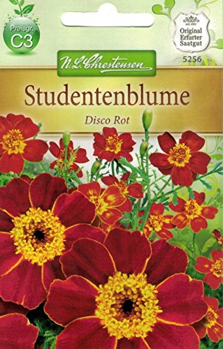 Chrestensen Studentenblume 'Disco Rot' von Chrestensen