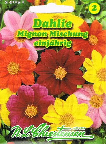 Dahlie Mignon-Mischung , einjährig, beliebte Sommerblume 'Dahlia variabilis' von Chrestensen