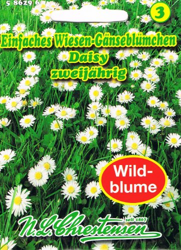 Einfaches Wiesen Gänseblümchen Daisy 'Bellis perennis' zweijährig Wildblumen von Chrestensen