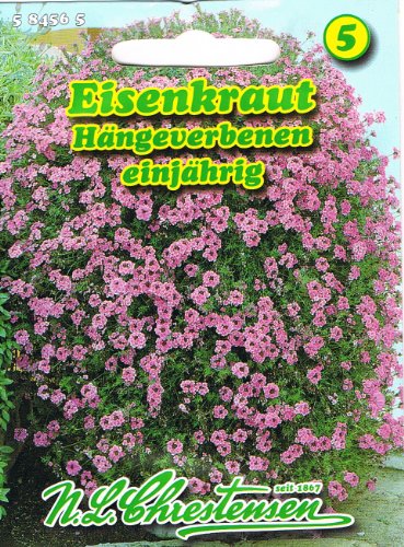 Eisenkraut, Hängeverbene 'Verbena pendula' Blütenmeer hängend für Balkonkästen und Ampeln von N.L. Chrestensen