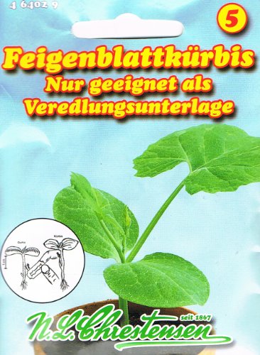 Feigenblattkürbis Kürbis zur Veredlung von Chrestensen