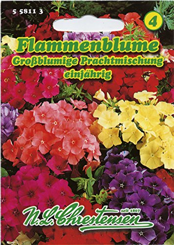 Flammenblume Prachtmischung, einjährig, großblumig, farbenfroh, (Phlox drummondii grandiflora) von Chrestensen