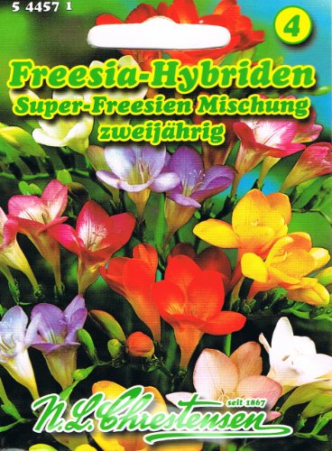 Freesia Hybriden Super Freesien Mischung zweijährig von N.L. Chrestensen