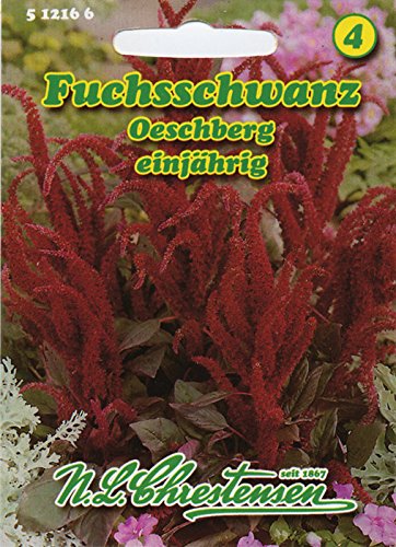 Fuchsschwanz 'Oeschberg' stehend , einjährig, dunkelrot, standfest 'Amaranthus paniculatus ' von N.L. Chrestensen