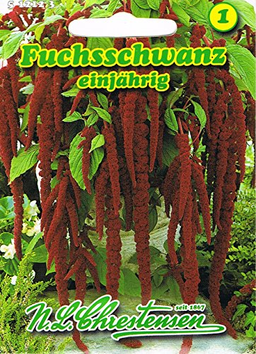 Fuchsschwanz 'rotblättrig' einjährig, dekorative Gruppen- und Kübelpflanze 'Amaranthus caudatus' von Chrestensen