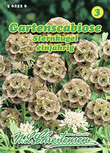 Gartenscabiose Scabiose stellata Sternkugel Trockenblume von N.L. Chrestensen