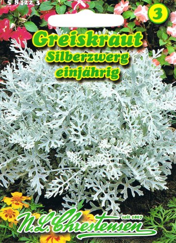 Greiskraut Silberzwerg solbriges Laub 'Senecio bicolor' von N.L. Chrestensen