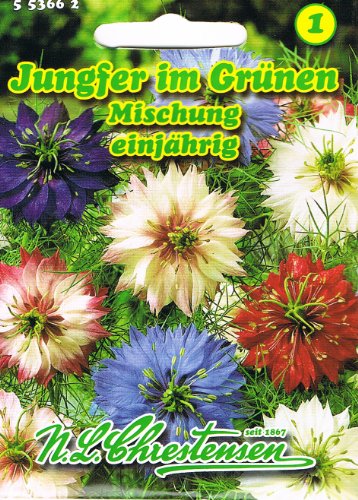 Jungfer im Grünen Mischung , einjährig, hervorragende Gruppenpflanze 'Nigella damascena' von Chrestensen