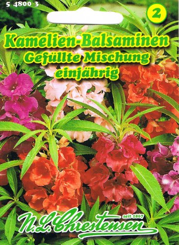 Kamelien Balsaminen 'Gefüllte Mischung' einjährige Beet- und Rabattenpflanze 'Impatiens balsamina' von Chrestensen