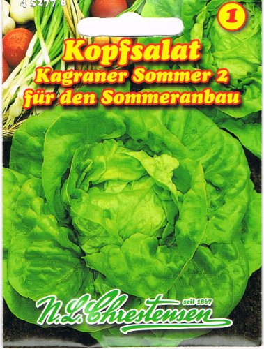 Kopfsalat " Kagraner Sommer 2 " für den Sommeranbau von N.L. Chrestensen
