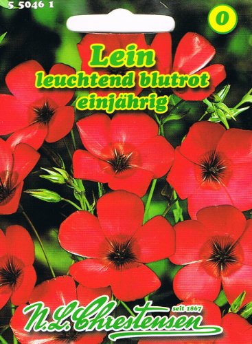 Lein rotblühend,Leuchtend blutrot, großblumig (Linum grandiflorium rubrum) von Chrestensen