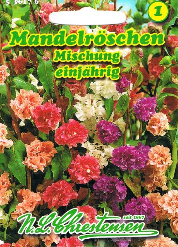 Mandelröschen Mischung , einjährig , farbenprächtige Schnittblume 'Clarkia unguiculata' von N.L. Chrestensen