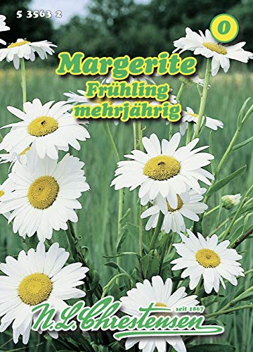Margerite Frühling weiß 'Chrysantemum leucanthemum' mehrjährig Staude von Chrestensen